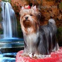 Bakarat BAMBINA BAKARAT — Labaza DogPedigree YorkshireTerrier